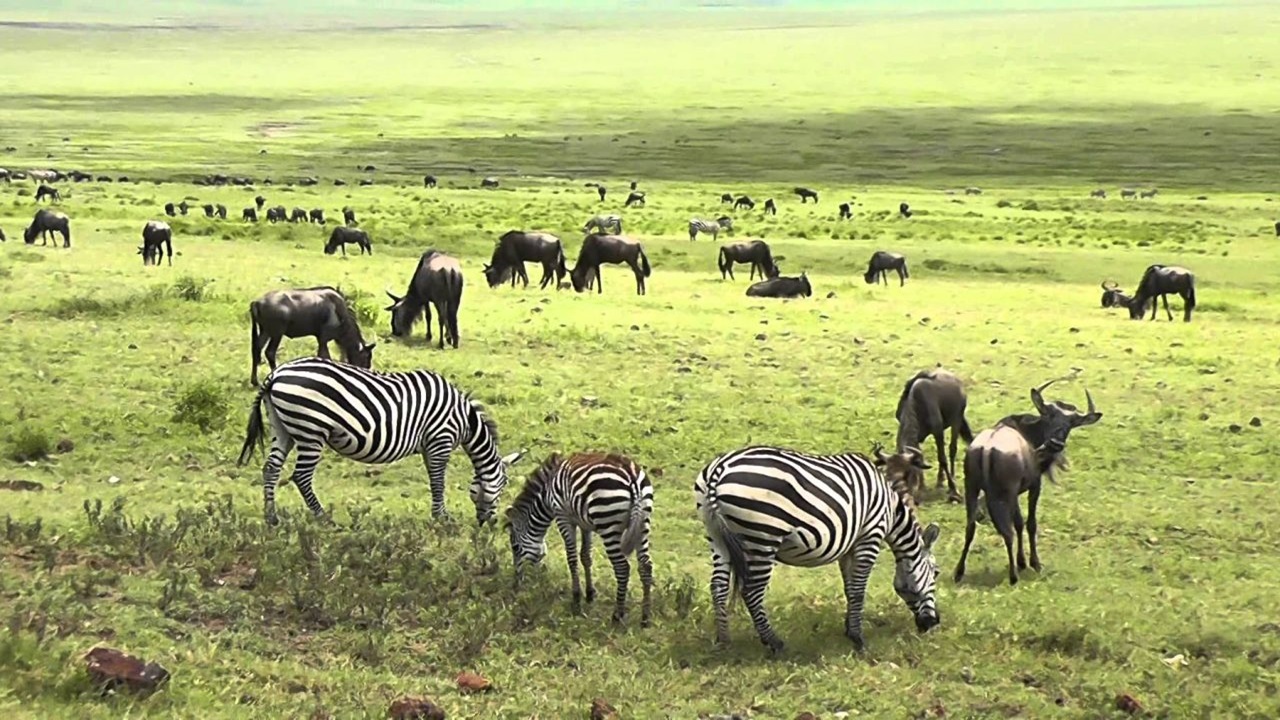Wildlife in Arusha National Park
