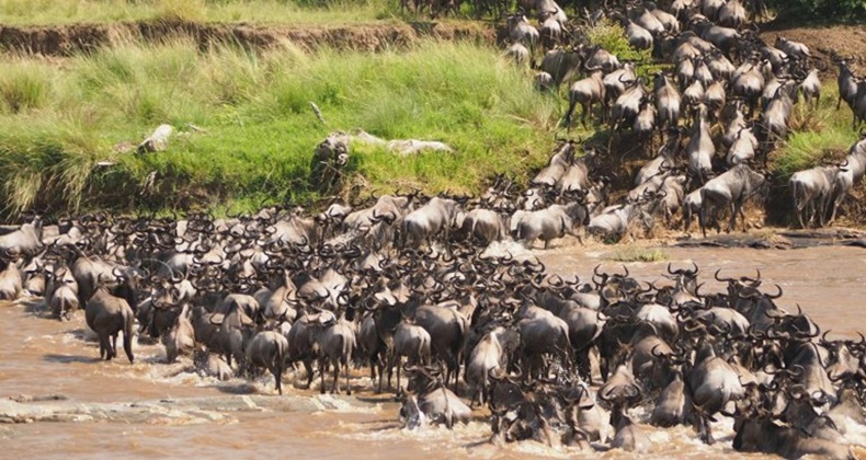 INTERESTING FACTS ABOUT THE GREAT WILDEBEEST MIGRATION IN TANZANIA