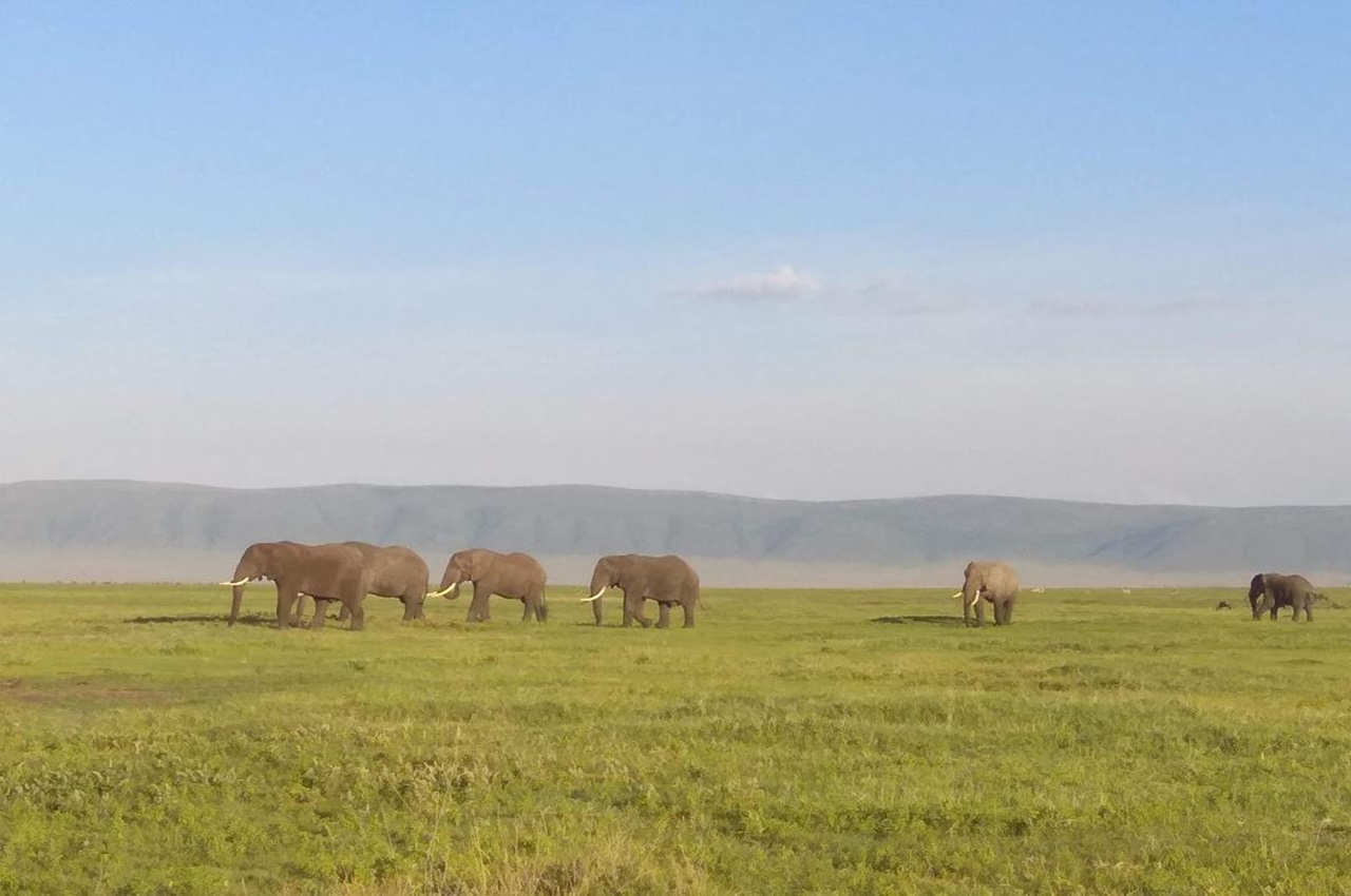 Ruaha to Mafia Escape