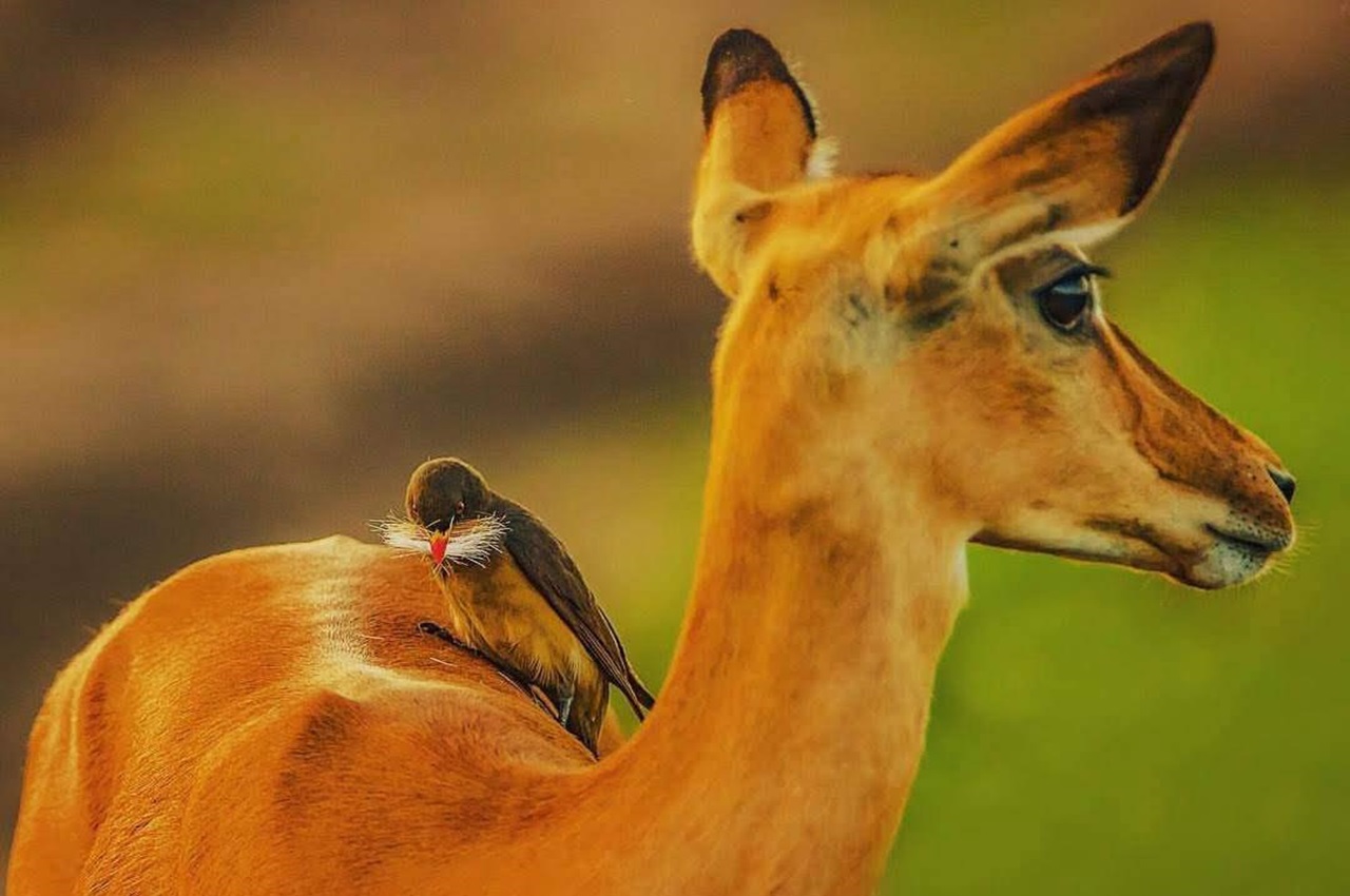 Wild Trails & Ocean Waves An Immersive Journey Through North-Eastern Tanzania