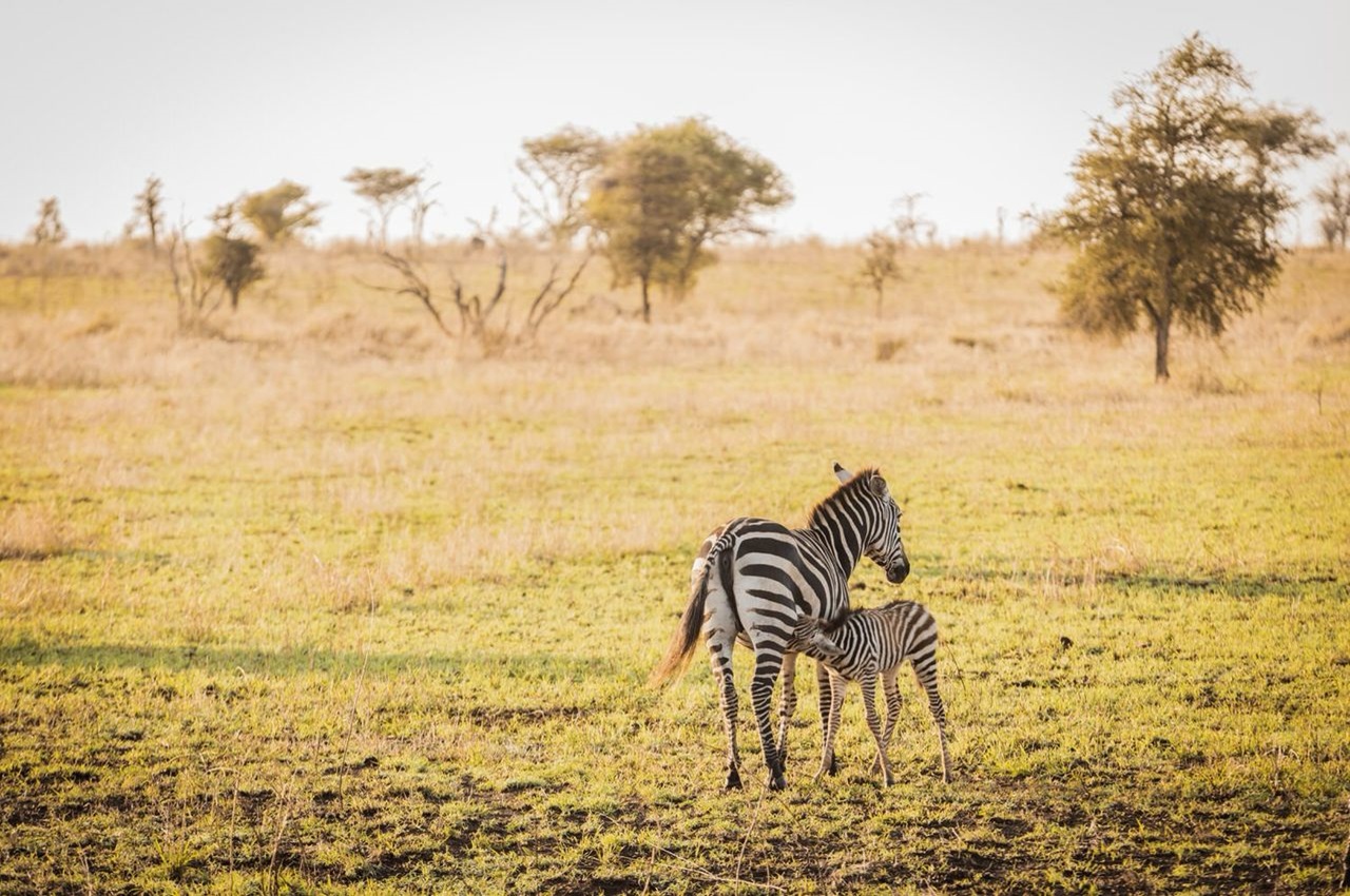 Wild Beginning: A Safari into the Season of Birth