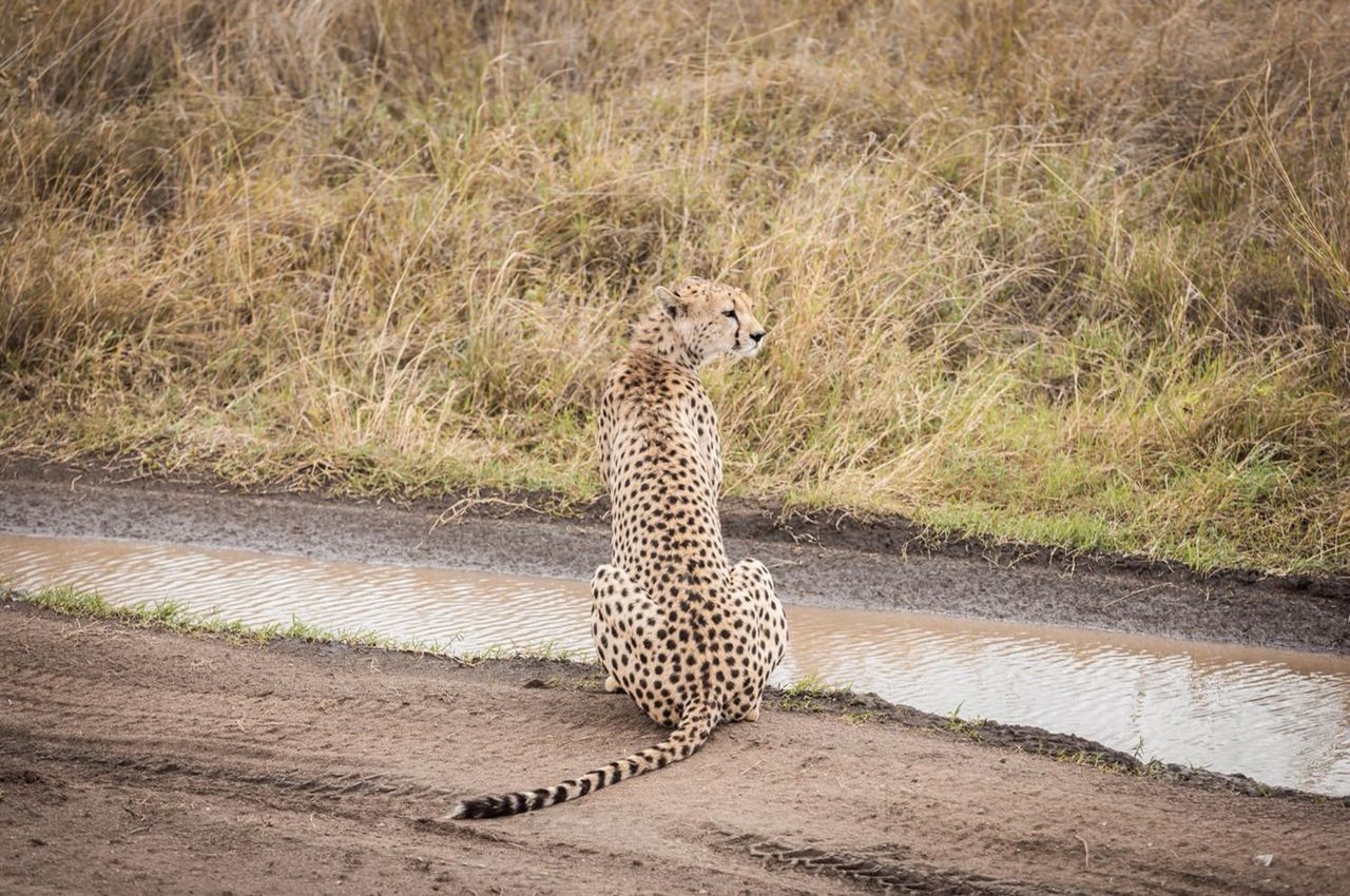 Footsteps of Giants: From Arusha to the Wilds of Sinya
