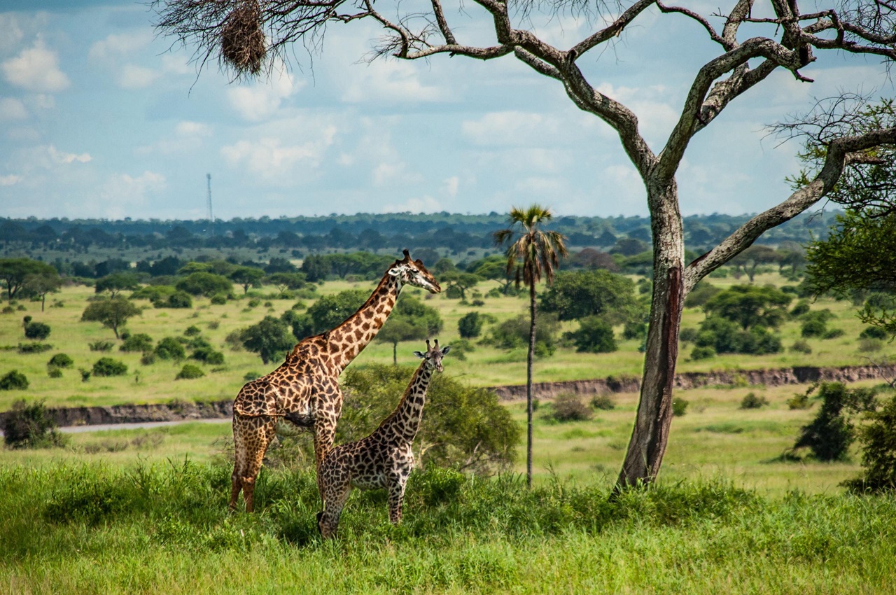The Great Wilderness Quest: Exploring Tanzania's Untamed Beauty