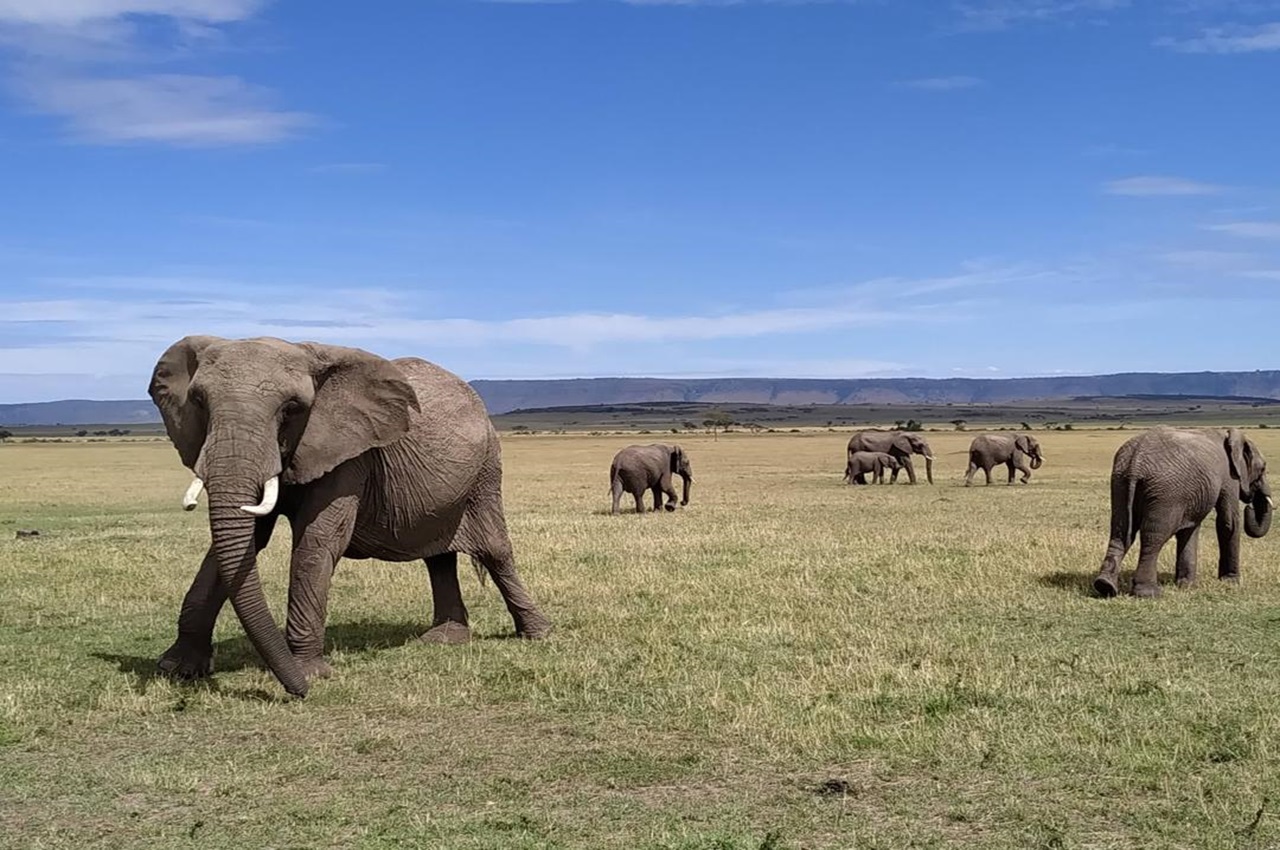 Rain-Kissed Serengeti: A Journey Through the Green Season